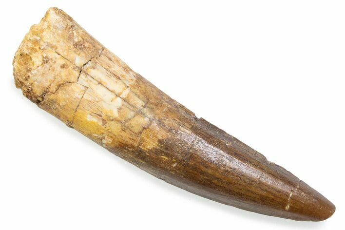Fossil Spinosaurus Tooth - Real Fossil Tooth #372871